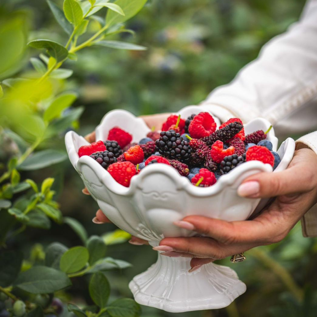 קערת הגשה מיני Scallop לבן